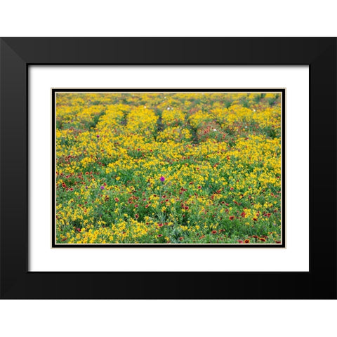 Texas Wildflowers Black Modern Wood Framed Art Print with Double Matting by Ditto, Larry