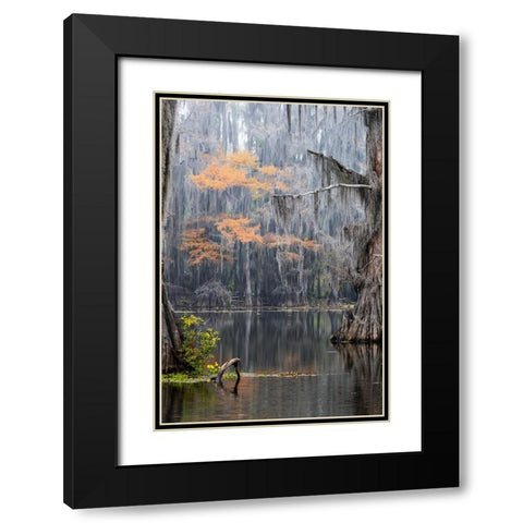 Caddo Lake- Texas Black Modern Wood Framed Art Print with Double Matting by Ditto, Larry