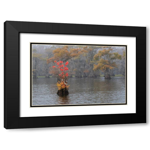 Caddo Lake- Texas with Chinese tallow in fall color Black Modern Wood Framed Art Print with Double Matting by Ditto, Larry