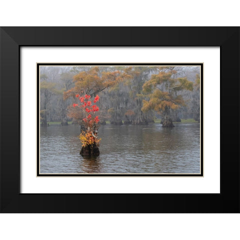 Caddo Lake- Texas with Chinese tallow in fall color Black Modern Wood Framed Art Print with Double Matting by Ditto, Larry
