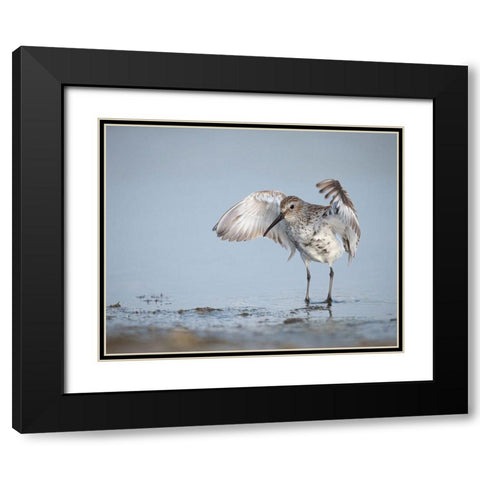 Dunlin-Calidris alpina-(Juvenile) Bolivar Flats-Texas Black Modern Wood Framed Art Print with Double Matting by Pryor, Maresa