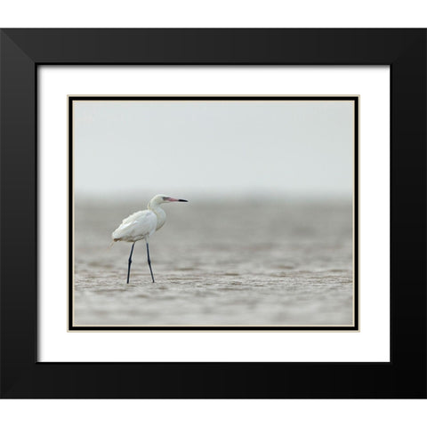 Reddish egret-white phased-Egret rufescens-Bolivar Flats-Texas Black Modern Wood Framed Art Print with Double Matting by Pryor, Maresa