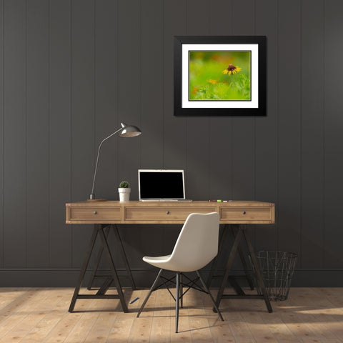 Butterfly garden at the Willows trail-Anahuac National Wildlife Refuge-Texas Black Modern Wood Framed Art Print with Double Matting by Pryor, Maresa