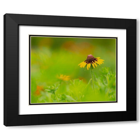 Butterfly garden at the Willows trail-Anahuac National Wildlife Refuge-Texas Black Modern Wood Framed Art Print with Double Matting by Pryor, Maresa