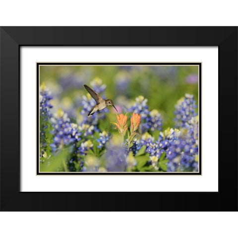 Black-Chinned Hummingbird Black Modern Wood Framed Art Print with Double Matting by Nussbaumer, Rolf