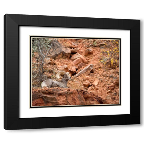 Utah-Zion National Park-Bighorn sheep ram surveys his domain Black Modern Wood Framed Art Print with Double Matting by Collins, Ann