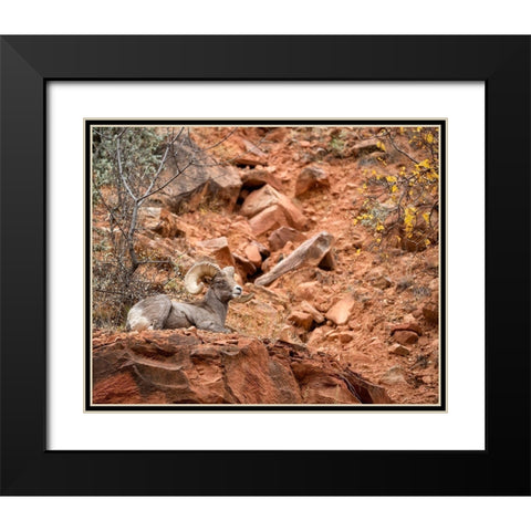 Utah-Zion National Park-Bighorn sheep ram surveys his domain Black Modern Wood Framed Art Print with Double Matting by Collins, Ann