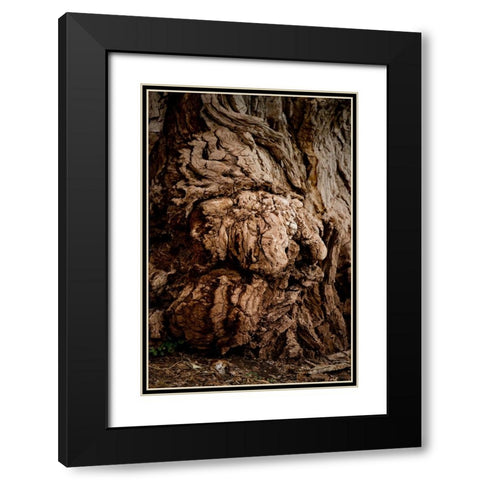 USA-Utah-Torrey Capitol Reef National Park-The Mail Tree-Fremont Cottonwood Black Modern Wood Framed Art Print with Double Matting by Friel, Bernard