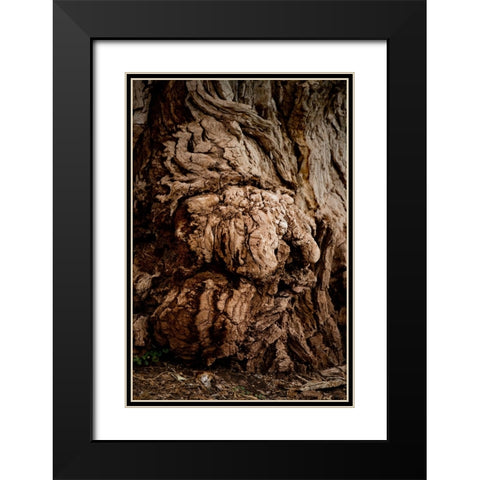 USA-Utah-Torrey Capitol Reef National Park-The Mail Tree-Fremont Cottonwood Black Modern Wood Framed Art Print with Double Matting by Friel, Bernard