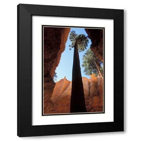 UT, Bryce Canyon Tall pine in Wall Street canyon Black Modern Wood Framed Art Print with Double Matting by Young, Bill