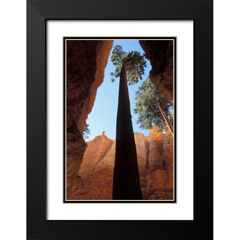 UT, Bryce Canyon Tall pine in Wall Street canyon Black Modern Wood Framed Art Print with Double Matting by Young, Bill
