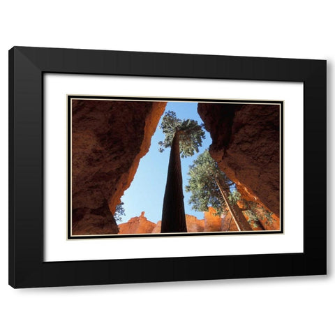 UT, Bryce Canyon Tall pine in Wall Street canyon Black Modern Wood Framed Art Print with Double Matting by Young, Bill