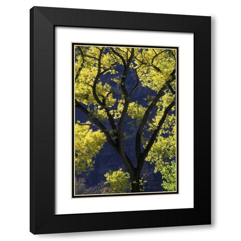 UT, Zion NP, Grotto Backlit cottonwood in autumn Black Modern Wood Framed Art Print with Double Matting by Young, Bill