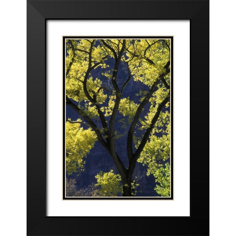 UT, Zion NP, Grotto Backlit cottonwood in autumn Black Modern Wood Framed Art Print with Double Matting by Young, Bill