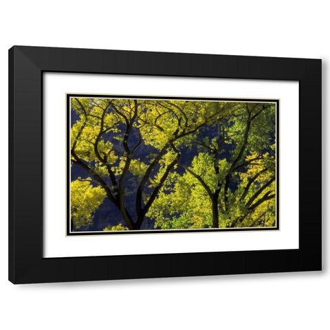 UT, Zion NP, Grotto Backlit cottonwood in autumn Black Modern Wood Framed Art Print with Double Matting by Young, Bill