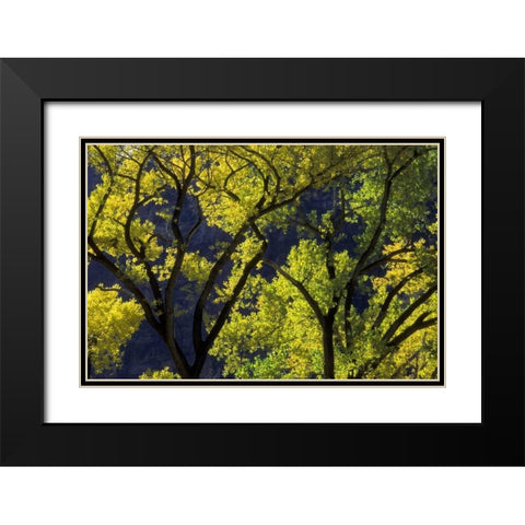 UT, Zion NP, Grotto Backlit cottonwood in autumn Black Modern Wood Framed Art Print with Double Matting by Young, Bill