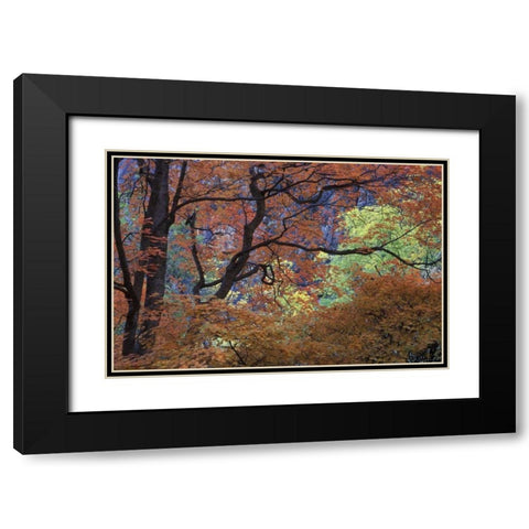 UT, Zion NP Maple tree with orange autumn leaves Black Modern Wood Framed Art Print with Double Matting by Young, Bill