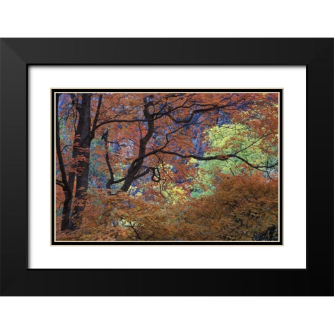 UT, Zion NP Maple tree with orange autumn leaves Black Modern Wood Framed Art Print with Double Matting by Young, Bill