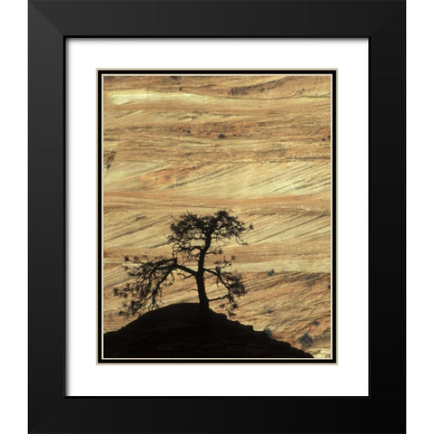 UT, Zion NP Pine tree silhouetted against rock Black Modern Wood Framed Art Print with Double Matting by Young, Bill