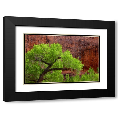 Utah, Arches NP Cottonwood tree against red rock Black Modern Wood Framed Art Print with Double Matting by Paulson, Don