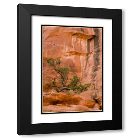 UT, Long Canyon A juniper tree against the cliff Black Modern Wood Framed Art Print with Double Matting by Paulson, Don