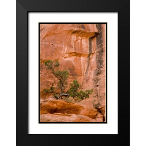 UT, Long Canyon A juniper tree against the cliff Black Modern Wood Framed Art Print with Double Matting by Paulson, Don