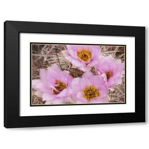 Utah, Canyonlands NP Hedgehog cactus flowers Black Modern Wood Framed Art Print with Double Matting by Paulson, Don