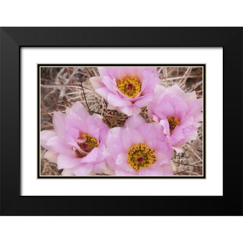 Utah, Canyonlands NP Hedgehog cactus flowers Black Modern Wood Framed Art Print with Double Matting by Paulson, Don