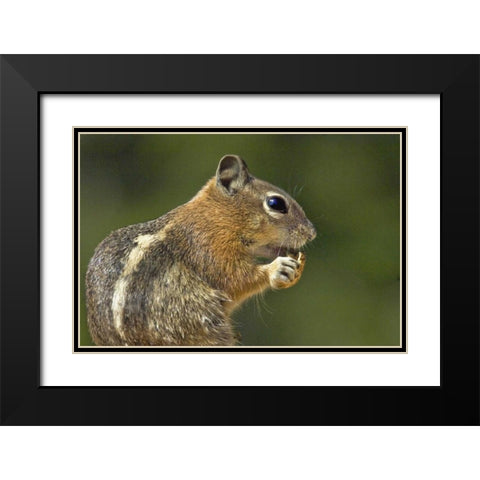 UT, Bryce Canyon Golden-mantled ground squirrel Black Modern Wood Framed Art Print with Double Matting by Welling, Dave