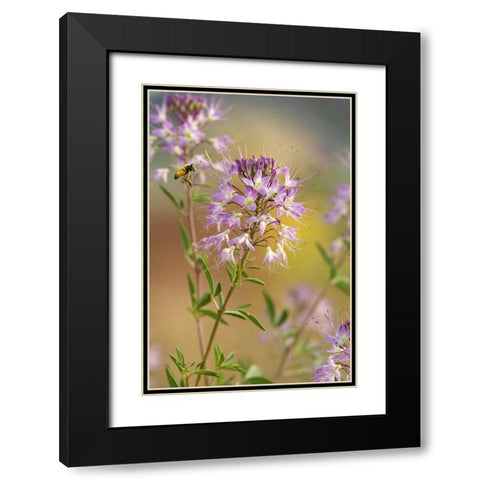 Utah Honey bee landing on mountain bee plant Black Modern Wood Framed Art Print with Double Matting by Welling, Dave