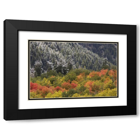 UT, Little Cottonwood Canyon Autumn snowfall Black Modern Wood Framed Art Print with Double Matting by Grall, Don