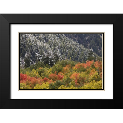 UT, Little Cottonwood Canyon Autumn snowfall Black Modern Wood Framed Art Print with Double Matting by Grall, Don