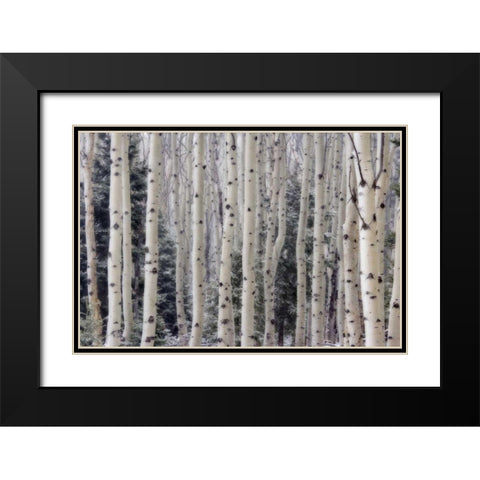 USA, Utah Aspen trees in Hells Backbone area Black Modern Wood Framed Art Print with Double Matting by Paulson, Don