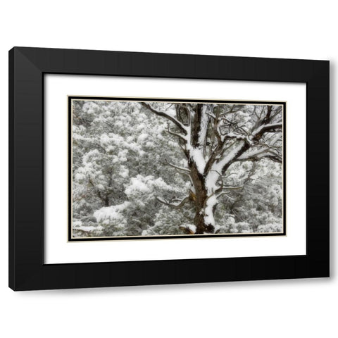 UT, Juniper and pines blanketed with fresh snow Black Modern Wood Framed Art Print with Double Matting by Paulson, Don