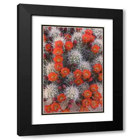 Utah, Canyonlands NP Claretcup cactus in bloom Black Modern Wood Framed Art Print with Double Matting by Paulson, Don