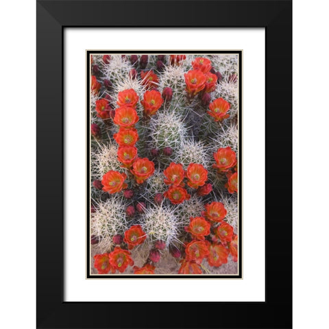 Utah, Canyonlands NP Claretcup cactus in bloom Black Modern Wood Framed Art Print with Double Matting by Paulson, Don