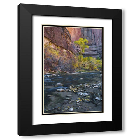 UT, Zion NP The Narrows with cottonwood trees Black Modern Wood Framed Art Print with Double Matting by Rotenberg, Nancy