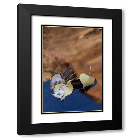 UT, Zion NP Cottonwood leaves in Pine Creek Black Modern Wood Framed Art Print with Double Matting by Rotenberg, Nancy