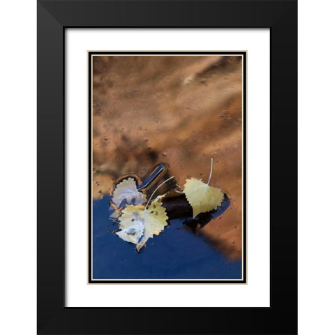 UT, Zion NP Cottonwood leaves in Pine Creek Black Modern Wood Framed Art Print with Double Matting by Rotenberg, Nancy