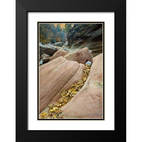 UT, Zion NP Canyon walls with fallen leaves Black Modern Wood Framed Art Print with Double Matting by Rotenberg, Nancy