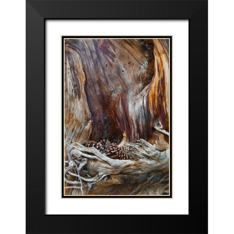 USA, Utah, Zion NP Trunk with fallen pine cones Black Modern Wood Framed Art Print with Double Matting by Rotenberg, Nancy