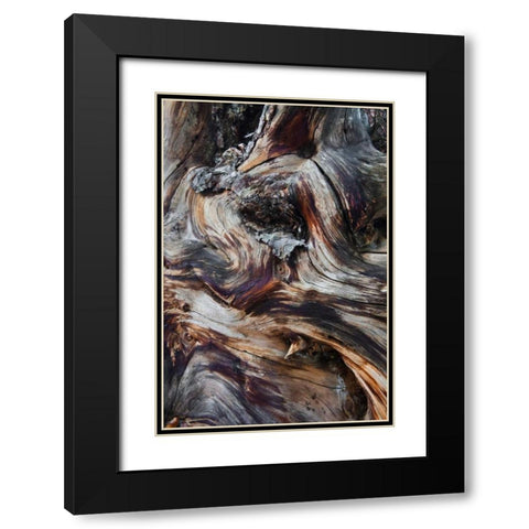 USA, Utah, Zion NP Gnarled dead tree stump Black Modern Wood Framed Art Print with Double Matting by Rotenberg, Nancy