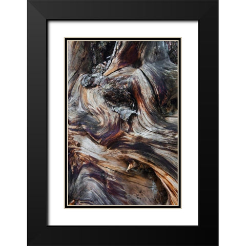 USA, Utah, Zion NP Gnarled dead tree stump Black Modern Wood Framed Art Print with Double Matting by Rotenberg, Nancy