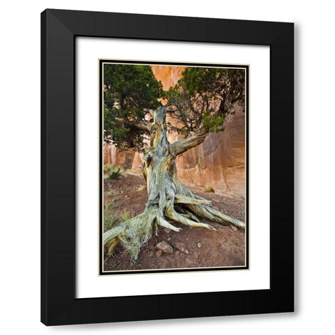 UT, Monument Valley Juniper tree in barren land Black Modern Wood Framed Art Print with Double Matting by Rotenberg, Nancy