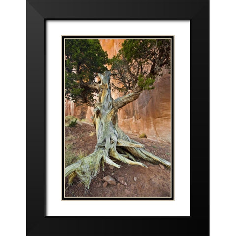 UT, Monument Valley Juniper tree in barren land Black Modern Wood Framed Art Print with Double Matting by Rotenberg, Nancy