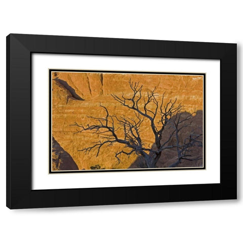 UT, Arches NP Juniper tree skeleton at sunset Black Modern Wood Framed Art Print with Double Matting by Illg, Cathy and Gordon