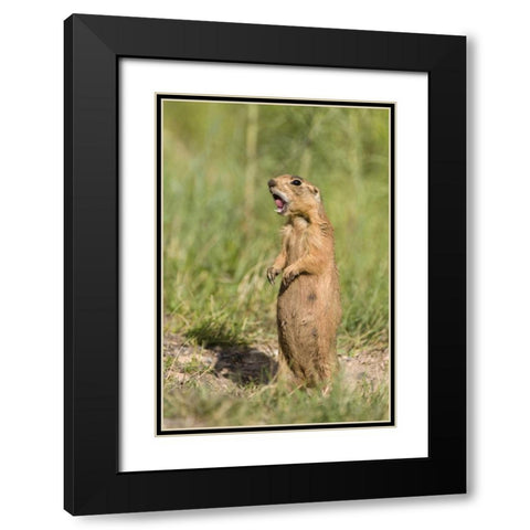 Utah, Bryce Canyon Utah prairie dog calling Black Modern Wood Framed Art Print with Double Matting by Welling, Dave