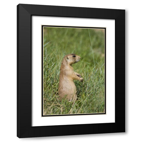 Utah, Bryce Canyon Utah prairie dog calling Black Modern Wood Framed Art Print with Double Matting by Welling, Dave