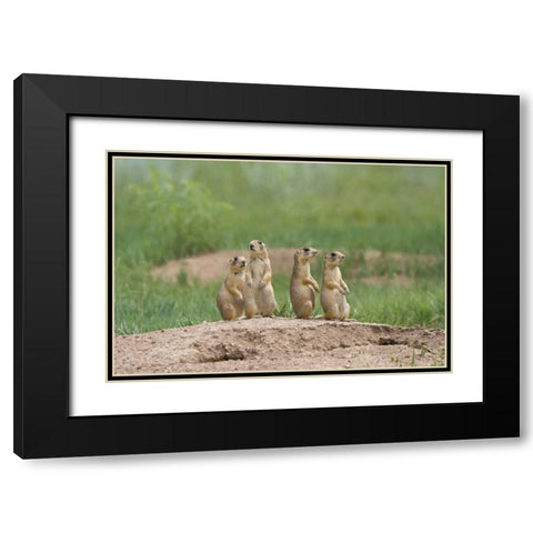 UT, Bryce Canyon Utah prairie dogs by den Black Modern Wood Framed Art Print with Double Matting by Welling, Dave