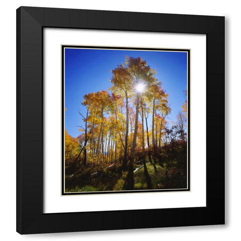Utah, Fall colors of Aspen trees Black Modern Wood Framed Art Print with Double Matting by Talbot Frank, Christopher
